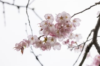 「オオヤマザクラ(エゾヤマザクラ,ベニヤマザクラ)」のサムネイル画像