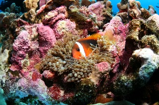 「ダスキー アネモネフィッシュ(レッドアンドブラックアネモネフィッシュ,Red and black anemonefish,dusky anemonefish)」のサムネイル画像