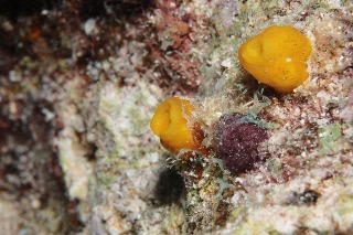 「ホヤの仲間」のサムネイル画像