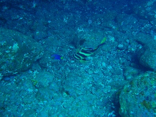 「ミギマキ」のサムネイル画像