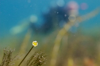 「チトセバイカモ」のサムネイル画像