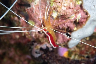 「アカシマシラヒゲエビ(アカスジモエビ,white-banded cleaner shrimp)」のサムネイル画像