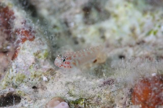 「アカホシイソハゼ」のサムネイル画像