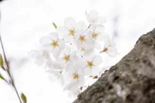 「ソメイヨシノ(染井吉野)」のサムネイル画像