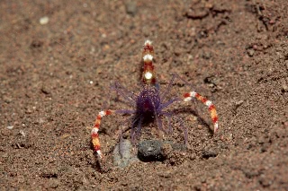 「バイオレットボクサーシュリンプ(Blue boxer shrimp)」のサムネイル画像