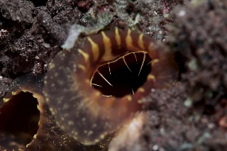 「ホヤの仲間」のサムネイル画像