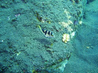 「シマキンチャクフグ」のサムネイル画像