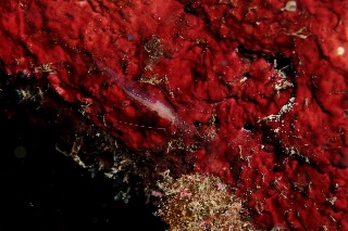 「エビの仲間」のサムネイル画像