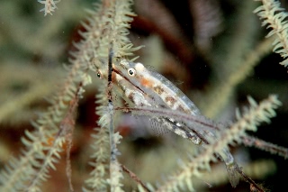 「ハゼの仲間」のサムネイル画像