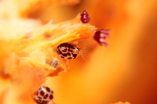 「ホテイヨコエビ科の一種」のサムネイル画像