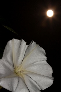 「ヨルガオ」のサムネイル画像