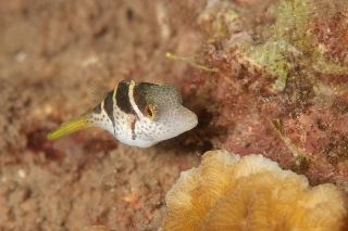 「シマキンチャクフグ」のサムネイル画像