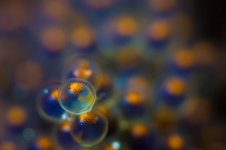 「クジメ」のサムネイル画像