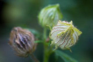 「ギンセンカ(ハイビスカス・トリオナム,銀銭花)」のサムネイル画像