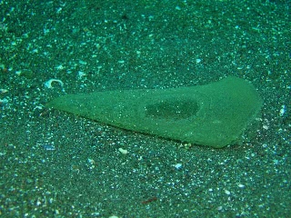 「卵塊」のサムネイル画像