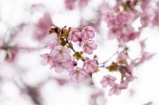 「オオヤマザクラ(エゾヤマザクラ,ベニヤマザクラ)」のサムネイル画像