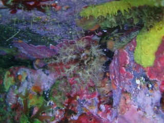 「キンコ」のサムネイル画像