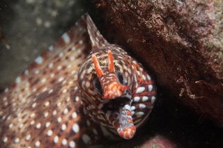 「トラウツボ」のサムネイル画像