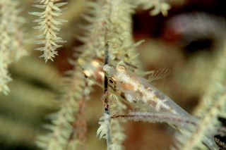 「ハゼの仲間」のサムネイル画像