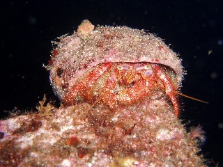 「イシダタミヤドカリ」のサムネイル画像