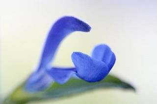 「Sarah Raven's Salvia Deep Blue」のサムネイル画像
