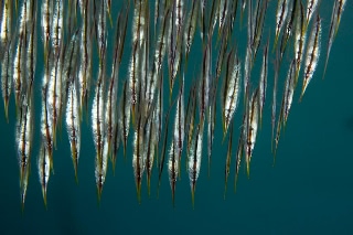 「ヨロイウオ(Rigid Shrimpfish)」のサムネイル画像