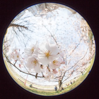 「ソメイヨシノ(染井吉野)」のサムネイル画像