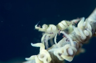 「ムチカラマツエビ」のサムネイル画像