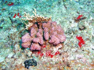 「サンゴ」のサムネイル画像