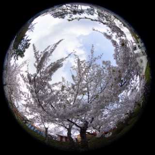 「ソメイヨシノ(染井吉野)」のサムネイル画像