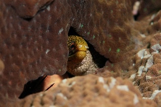 「ワカウツボ」のサムネイル画像