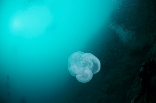 「ミズクラゲ(Moon Jelly)」のサムネイル画像