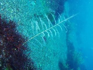 「シロガヤ」のサムネイル画像