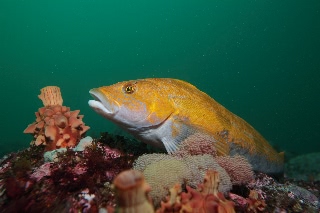 「アイナメ」のサムネイル画像