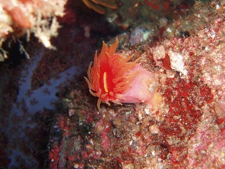 「カワリギンチャク」のサムネイル画像