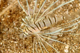 「キリンミノ」のサムネイル画像