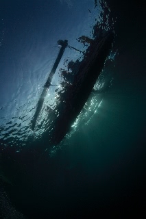 「ジンベエザメ(ジンベイザメ)」のサムネイル画像