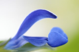 「Sarah Raven's Salvia Deep Blue」のサムネイル画像