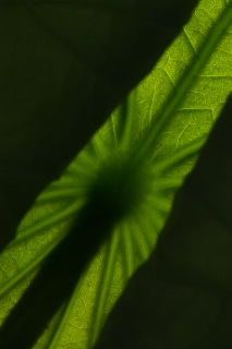 「祝福」のサムネイル画像