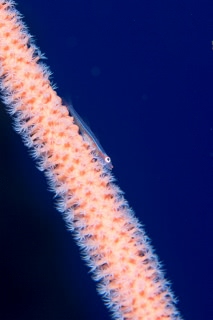 「ガラスハゼ」のサムネイル画像