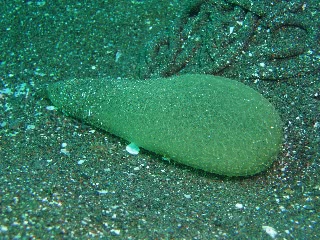 「卵塊」のサムネイル画像