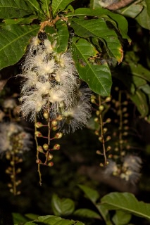 「サガリバナ(下り花)」のサムネイル画像