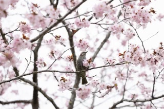 「オオヤマザクラ(エゾヤマザクラ,ベニヤマザクラ)」のサムネイル画像