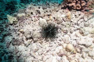 「ウニの仲間」のサムネイル画像