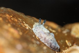 「ウミウシの仲間」のサムネイル画像