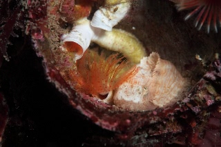 「スナビクニン」のサムネイル画像