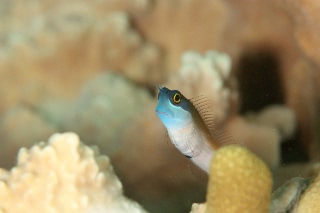 「yellow-eyed combtooth blenny」のサムネイル画像