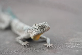 「トカゲの仲間」のサムネイル画像