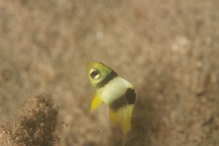 「ホワイトダムゼル」のサムネイル画像