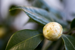 「ツバキ」のサムネイル画像